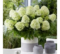 Gardeners Dream Hydrangea Paniculata Little Spooky Garden Shrub - Compact And Elegant Outdoor Plant (15-30Cm Height Including Pot)