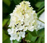 Gardeners Dream Hydrangea Phantom Garden Plant - Dramatic White Blooms, Compact Size (20-30Cm Height Including Pot)
