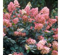 Gardeners Dream Hydrangea Pink Diamond Garden Plant - Elegant Pink Blooms, Compact Size (20-30Cm Height Including Pot)