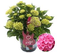 Gardeners Dream Hydrangea 'pink Pop': Vibrant Pink Blooms, Garden Highlight (50-70Cm, 5L Pot)