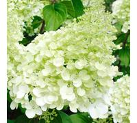 Gardeners Dream Hydrangea Polar Bear White Garden Shrub - Pure White Blooms (15-30Cm Height Including Pot)