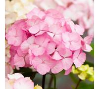 Gardeners Dream Hydrangea Preziosa Garden Plant - Stunning Pink Blooms, Compact Size (10-30Cm Height Including Pot)