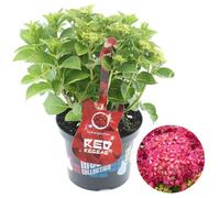 Gardeners Dream Hydrangea 'red Reggae': Lively Red Blooms, Garden Vibrance (50-70Cm, 5L Pot)