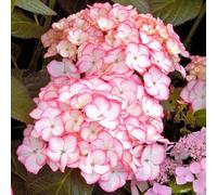 Gardeners Dream Hydrangea Sabrina Garden Plant - Exquisite Pink And White Blooms, Compact Size (10-30Cm Height Including Pot)