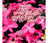 Gardeners Dream Hydrangea Selina Garden Plant - Enchanting Pink Blooms, Compact Size (10-30Cm Height Including Pot)
