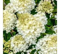Gardeners Dream Hydrangea Silver Dollar Garden Shrub - Compact And Elegant White Flowering Outdoor Plant (15-30Cm Height Including Pot)