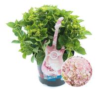 Gardeners Dream Hydrangea 'soft Pink Salsa': Gentle Soft Pink Blooms, Elegant Accent (50-70Cm, 5L Pot)