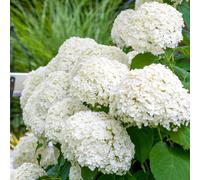 Gardeners Dream Hydrangea Strong Annabelle - Hardy White Hydrangea Outdoor Garden Plant In Pot - 3 Litre Pot (30-50Cm)