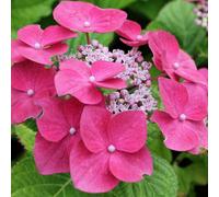 Gardeners Dream Hydrangea Teller Pink Garden Plant - Pink Mophead Flowers, Compact Size, Hardy (15-30Cm Height Including Pot)