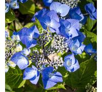 Gardeners Dream Hydrangea Zorro Garden Plant - Blue-Purple Blooms, Compact Size (10-30Cm Height Including Pot)