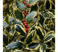 Gardeners Dream Ilex Aquifolium 'argentea Marginata' Evergreen Hardy Holly Shrub Plant In Pot - 9Cm Pot (20-30Cm)