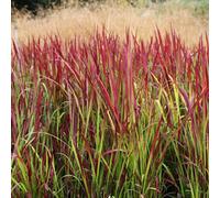 Gardeners Dream Imperata Red Baron Garden Plant - Striking Red Foliage, Compact Size (20-30Cm Height Including Pot)