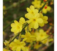 Gardeners Dream Jasminum Nudiflorum Winter Jasmine Deciduous Flowering Garden Climber In Pot - 2 Litre Pot (60-80Cm Height Incl. Pot)