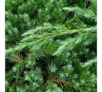 Gardeners Dream Juniperus Blue Alps Garden Plant - Blue-Green Foliage, Compact Size (20-30Cm Height Including Pot)