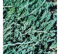 Gardeners Dream Juniperus Squamata 'blue Carpet' Compact Evergreen Conifer Garden Plant In Pot - 9Cm Pot (20-30Cm)