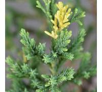 Gardeners Dream Juniperus Stricta Garden Plant - Columnar Evergreen, Compact Size (20-30Cm Height Including Pot)