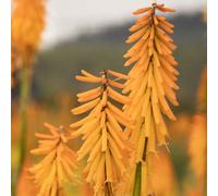 Gardeners Dream Kniphofia Mango Popsicle Garden Plant - Vibrant Orange Flowers, Compact Size (15-25Cm Height Including Pot)