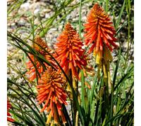 Gardeners Dream Kniphofia Poco Orange - Bright Orange Flowers, Upright Growth, Stunning In Uk Gardens, Compact Size (20-30Cm Height Including Pot)