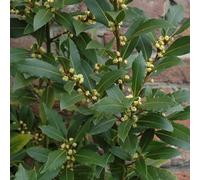 Gardeners Dream Laurus Nobilis Garden Plant - Aromatic Leaves, Compact Size (15-30Cm Height Including Pot)