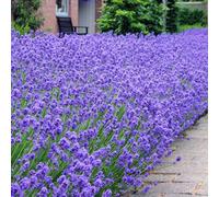 Gardeners Dream Lavandula Hidcote - Scented Purple Flowers, Low Maintenance Hedging Plants (20-40Cm, 75 Plants)