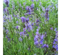 Gardeners Dream Lavandula Munstead Garden Plant - Fragrant Foliage, Lavender Blooms, Compact Size (25-35Cm Height Including Pot)