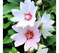 Gardeners Dream Lavatera Barnsley Baby - Gorgeous White And Pink Flowers, Low Maintenance (20-30Cm, 3 Plants)
