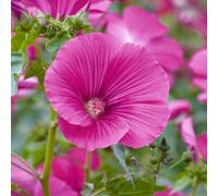 Gardeners Dream Lavatera Ruby Star Tree Mallow Hardy Semi-Evergreen Outdoor Garden Plant In Pot - 9Cm Pot (20-30Cm)