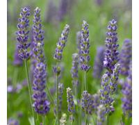 Gardeners Dream Lavender Blue Spear Herb Plant - Highly Scented, Compact Size (5-15Cm Height Including Pot)