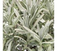 Gardeners Dream Lavender Garden Plant - Fragrant Perennial, Compact Size (15-20Cm Height Including Pot)