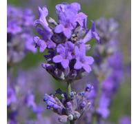 Gardeners Dream Lavender Munstead (25-35Cm Height Including Pot) Garden Plant - Compact Perennial, Fragrant Purple Blooms