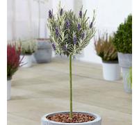 Gardeners Dream Lavender Munstead Patio Tree - Stunning Variety, Ideal For Uk Gardens, Compact Size (2-3Ft)