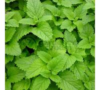 Gardeners Dream Lemon Balm (10-20Cm Height Including Pot) Garden Plant - Fragrant Herb, Compact Size