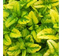 Gardeners Dream Lemon Balm All Gold (10-20Cm Height Including Pot) Garden Plant - Bright Gold Foliage, Compact Size, Aromatic Herb