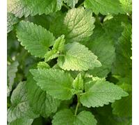 Gardeners Dream Lemon Balm Garden Plant - Aromatic Perennial, Compact Size (15-20Cm Height Including Pot)