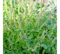 Gardeners Dream Lemon Spinach Herb - Garden Fresh Hardy Deciduous Cooking Culinary Plant In 8Cm Pot