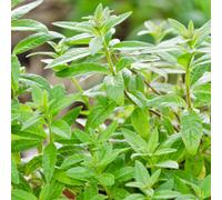 Gardeners Dream Lemon Verbena Herb Plant - Citrus Scent, Aromatic Foliage, Versatile (5-15Cm Height Including Pot)