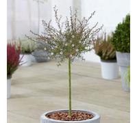 Gardeners Dream Leptospermum Bianco Patio Tree - Stunning Variety, Ideal For Uk Gardens, Compact Size (2-3Ft)