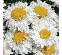 Gardeners Dream Leucanthemum Freak - Unique And Vibrant Shasta Daisy, Compact Size (20-30Cm Height Including Pot)