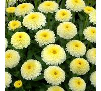 Gardeners Dream Leucanthemum Luna - Bright Yellow And White Flowering Shasta Daisy, Compact Size (20-30Cm Height Including Pot)