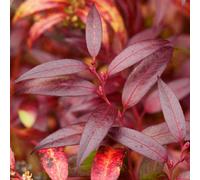 Gardeners Dream Leucothoe Royal Ruby Garden Plant - Vibrant Foliage, Compact Size (20-30Cm Height Including Pot)