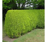 Gardeners Dream Leylandii Gold - Evergreen Conifer Hedging, Low Maintenance, Fast-Growing (20-40Cm, 75 Plants)