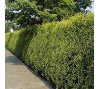 Gardeners Dream Leylandii Gold Garden Plant - Golden Foliage, Compact Size (30-50Cm, 5 Plants)
