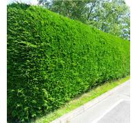 Gardeners Dream Leylandii Green - Fast-Growing Evergreen Conifer Hedging, Hardy And Low Maintenance (20-40Cm, 100 Plants)
