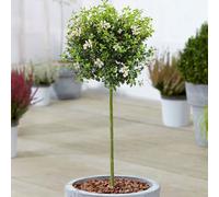 Gardeners Dream Ligustrum Delavayanum Patio Tree - Stunning Variety, Ideal For Uk Gardens, Compact Size (2-3Ft)