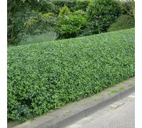Gardeners Dream Ligustrum Ovalifolium 'green Privet' Bare Root Hedge Hedging Tree Plants (2-3Ft, 5 Plants)