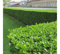 Gardeners Dream Ligustrum Ovalifolium - Hardy Green Privet Hedging, Low Maintenance (20-40Cm, 25 Plants)