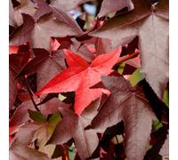 Gardeners Dream Liquidambar Worplesdon Tree - Vibrant Autumn Foliage, Ornamental, Low Maintenance (5-6Ft)