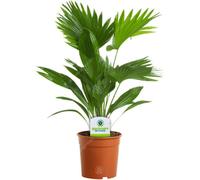 Gardeners Dream Livistona Mix - Elegant Palm Collection For Indoor Oasis (15Cm, 40-50Cm)