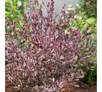 Lophomyrtus Magic Dragon Colourful Evergreen Garden Ready Shrub in Plant Pot