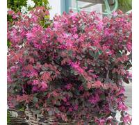Gardeners Dream Loropetalum Fire Dance Garden Plant - Vibrant Red Foliage, Compact Size (20-30Cm Height Including Pot)
